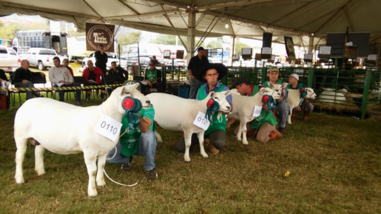 45ª Expointer inscrições com desconto para os julgamentos de ovinos terminam na quarta-feira, 13