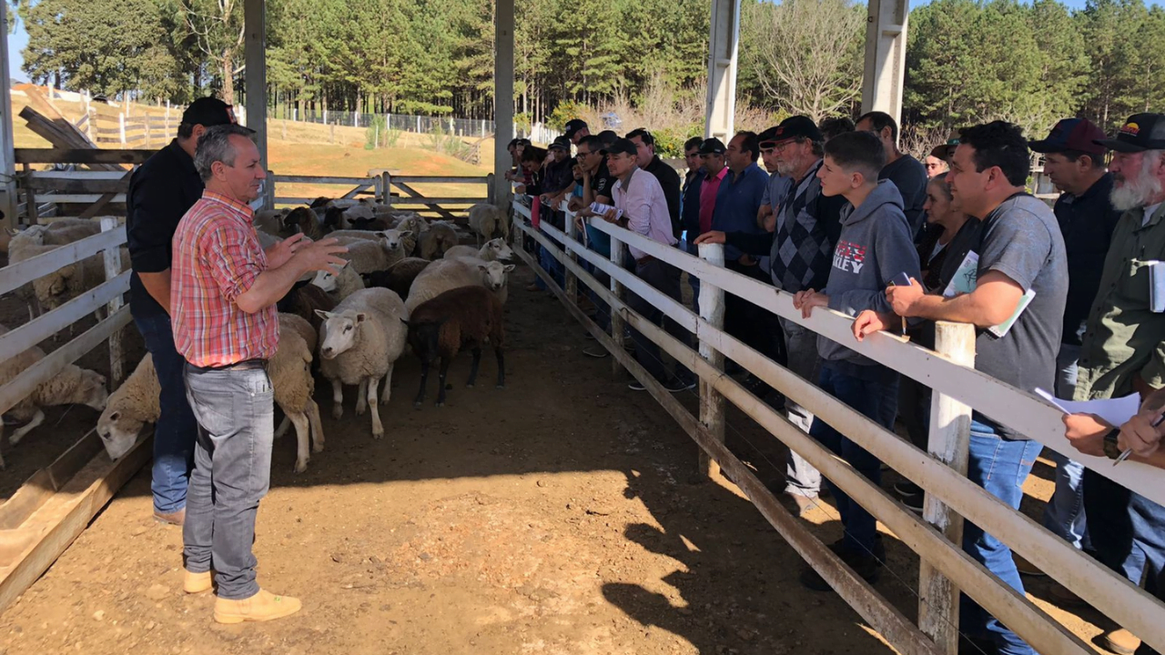 Diretoria da Ovinopar participa de Dia de Campo em Ipiranga Diretoria da Ovinopar participa de Dia de Campo em Ipiranga