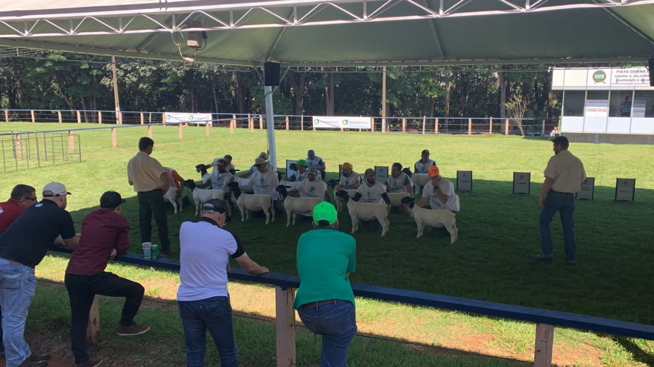 Participação da ovinocultura é destaque na ExpoLondrina 2023