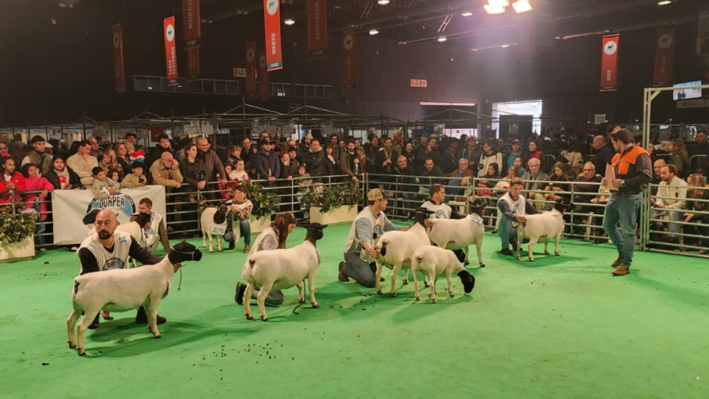 Criador e Medico Veterinario brasileiro e destaque como jurado das racas Dorper e White Dorper em exposicao na Argentina 3