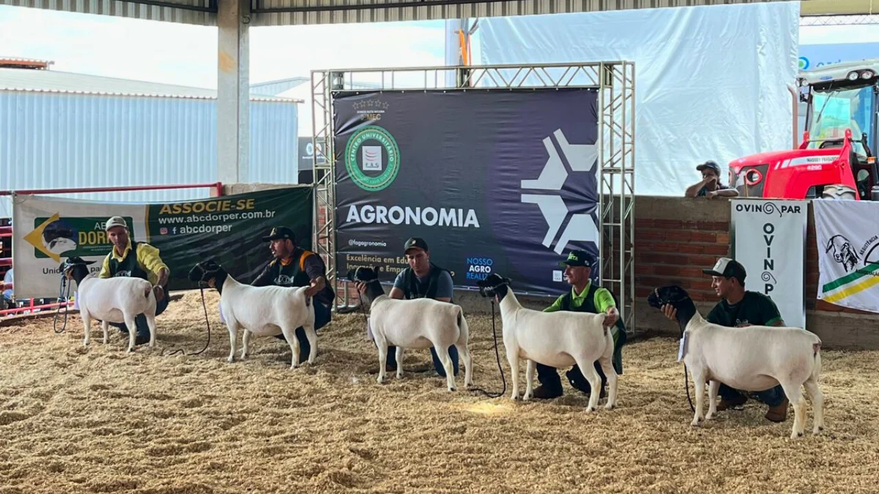 36º Show Rural Coopavel impulsiona a ovinocultura paranaense com recordes e reconhecimento